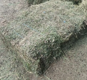 Baloți de lucerna 2025 - imagine 2