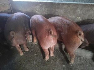 Porci rasa de carne - imagine 4