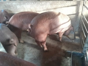 Porci rasa de carne - imagine 5