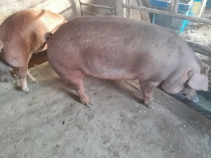 Porci rasa de carne - imagine 3