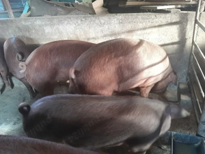 Porci rasa de carne - imagine 2