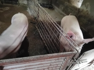 Vând porci pentru sacrificat - imagine 2