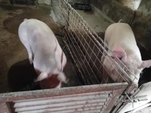 Vând porci pentru sacrificat - imagine 5
