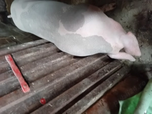 Vând porci pentru sacrificat - imagine 4