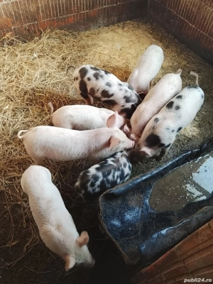 Vand purcei  - imagine 5