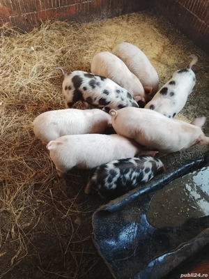 Vand purcei  - imagine 2