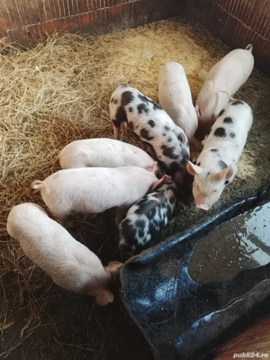 Vand purcei  - imagine 3