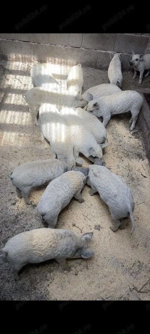 Vând purcei mangalita - imagine 2