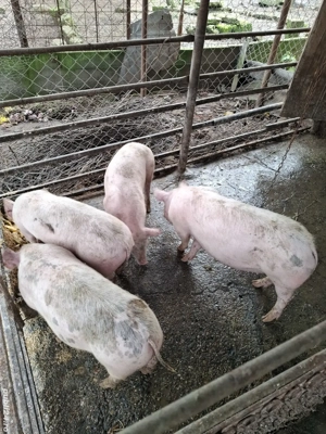 vând purceii - imagine 4