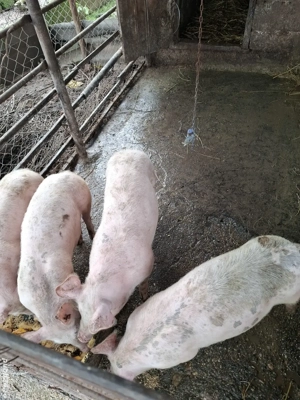 vând purceii - imagine 2