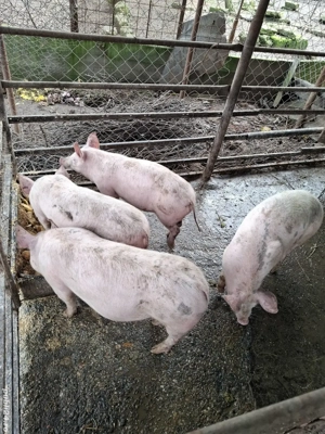 vând purceii - imagine 3