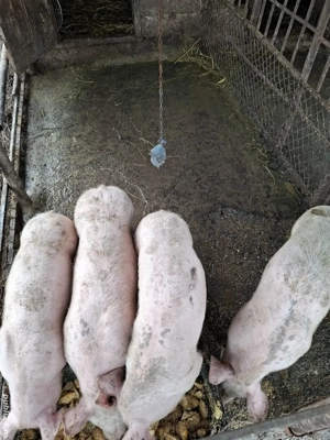 vând purceii - imagine 5