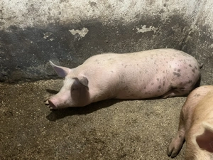 De vânzare porci - imagine 2