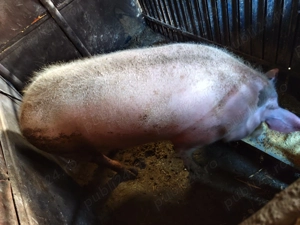 Porc 170 kg+  - imagine 2
