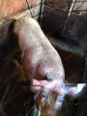 Porc 170 kg+  - imagine 5