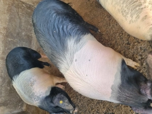 Porci 12 lei kg - imagine 2