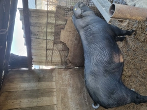 Porci 12 lei kg - imagine 4