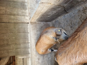 Porci 12 lei kg - imagine 3