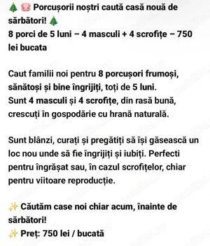 Purcelusi de 5 luni cauta un nou adapost