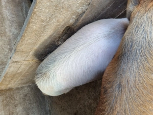 Porci 12 lei kg - imagine 5