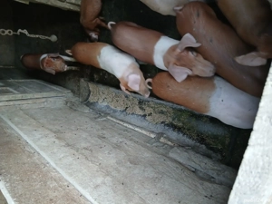 grasuni de vanzare si purceii 