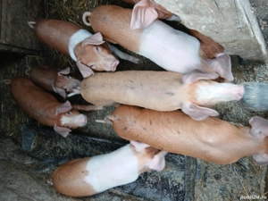 grasuni de vanzare si purceii  - imagine 4