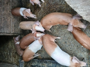 grasuni de vanzare si purceii  - imagine 2