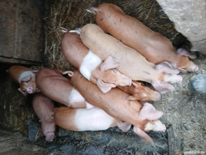 grasuni de vanzare si purceii  - imagine 5