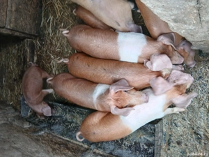 grasuni de vanzare si purceii  - imagine 3