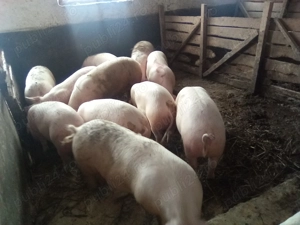 Vând porci crescuți cu cereale !  - imagine 2