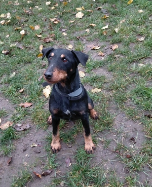 Pui Jagdtrrier disponibili  - imagine 3