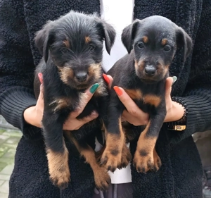 Pui Jagdtrrier disponibili 