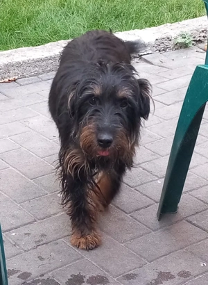 Pui Jagdtrrier disponibili  - imagine 2