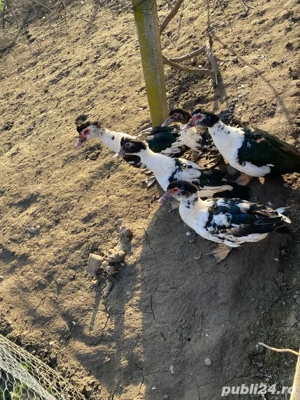 un rațoi și 4 rate de vînvare preț negociabil - imagine 2