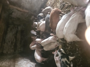 Cereale p0rc - imagine 2