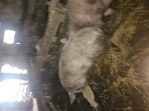 Cereale p0rc - imagine 3