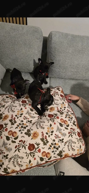 Bulldog francez fetite - imagine 4