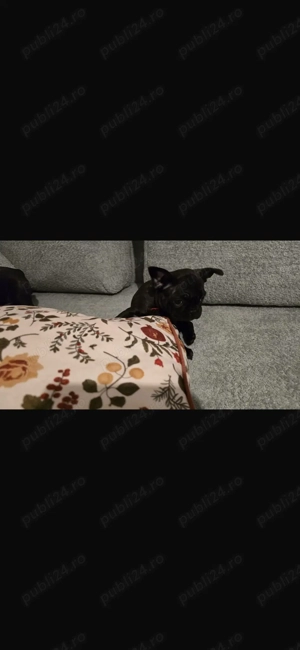 Bulldog francez fetite - imagine 3