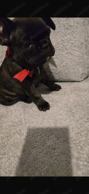 Bulldog francez fetite