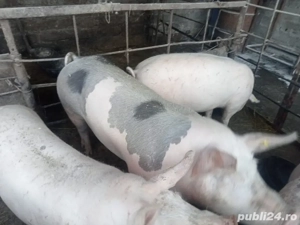 vand 2 porci  - imagine 2