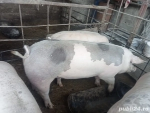vand 2 porci 