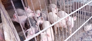 Purceii înțărcați 