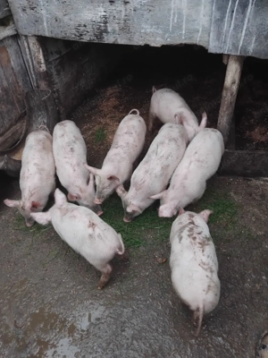 Purcei de vânzare 500 lei buc negociabil.    - imagine 3