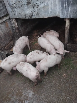 Purcei de vânzare 500 lei buc negociabil.    - imagine 4