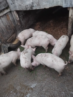 Purcei de vânzare 500 lei buc negociabil.    - imagine 2