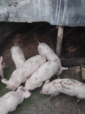 Purcei de vânzare 500 lei buc negociabil.    - imagine 5