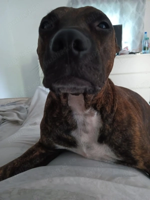 Amstaff adult 3 ani și 4 luni  - imagine 2