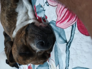 Amstaff adult 3 ani și 4 luni  - imagine 3