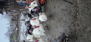 Vand curci si curcani