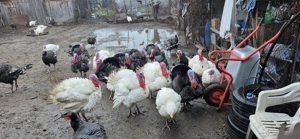 Vand curci si curcani - imagine 2